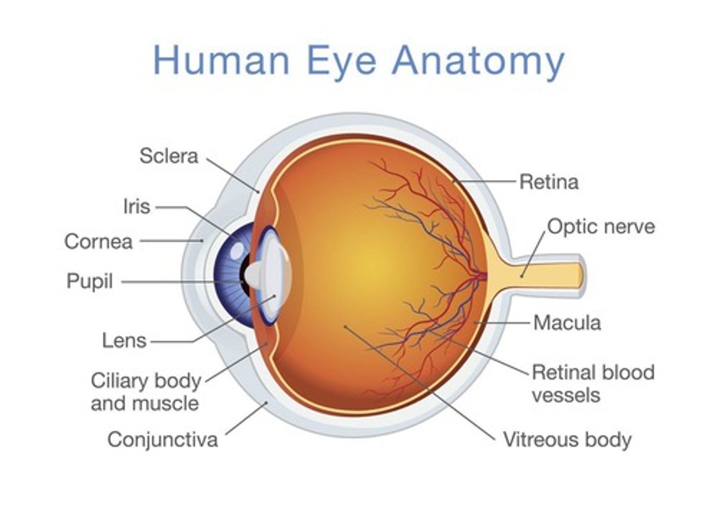 <p>Focuses and places image on retina; transparent (no blood vessels), nourished by anterior and vitreous humour.</p>