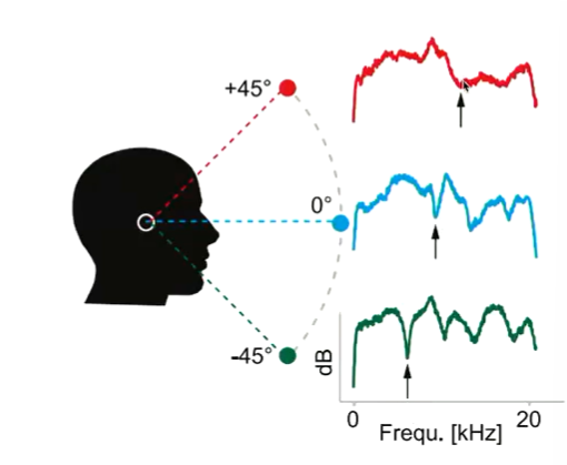 <p>less pronounced and at higher frequency than from below</p>
