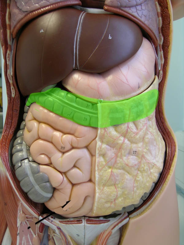 <p>Torso model: what is this?</p>