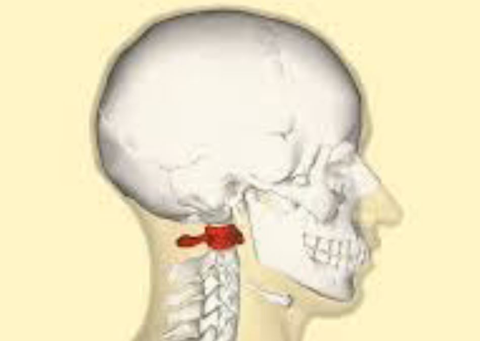 <p>Topmost vertebra.</p>