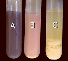 <ul><li><p><strong>Color:</strong></p><ul><li><p>Purple Milk/Control</p></li><li><p>Blue Milk (Blueberry Blue)</p></li><li><p>Grape Juice (Diluted Yellow/Clear)</p></li></ul></li></ul><p></p><img src="https://media.discordapp.net/attachments/1410353846429028375/1435438789203071060/PHOTO-2025-11-03-12-07-45.jpg?ex=690ca0cc&is=690b4f4c&hm=13745820c3dd02965c2a96697f8e8856c7524870fe8bde54aba3d73017473705&=&format=webp&width=365&height=649" data-width="100%" data-align="center" alt="Image"><p></p>