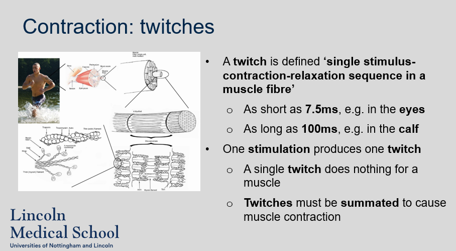 <p>A twitch is a single stimulus-contraction-relaxation sequence in a muscle fibre, which can be as short as 7.5ms in the eyes or as long as 100ms in the calf. However, a single twitch does not produce any significant effect on a muscle, and multiple twitches need to be summated to cause muscle contraction.</p>