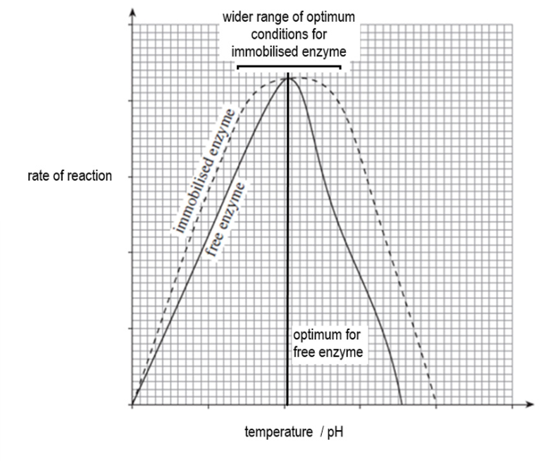 <p>Immobilising enzymes in an inert substance e.g. alginate, and gel membrane or polyethene, reduces the ability of the polypeptide chain to move and changed in temperature and pH have less effect on the 3D shape of the enzyme.</p><p>It stabilises the enzyme, allowing them to have a wider range of optimum pH and temperature.</p>