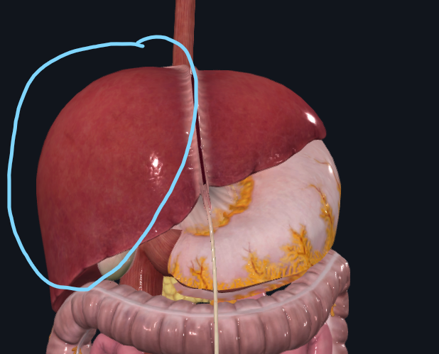 <p>What is circled in blue</p>