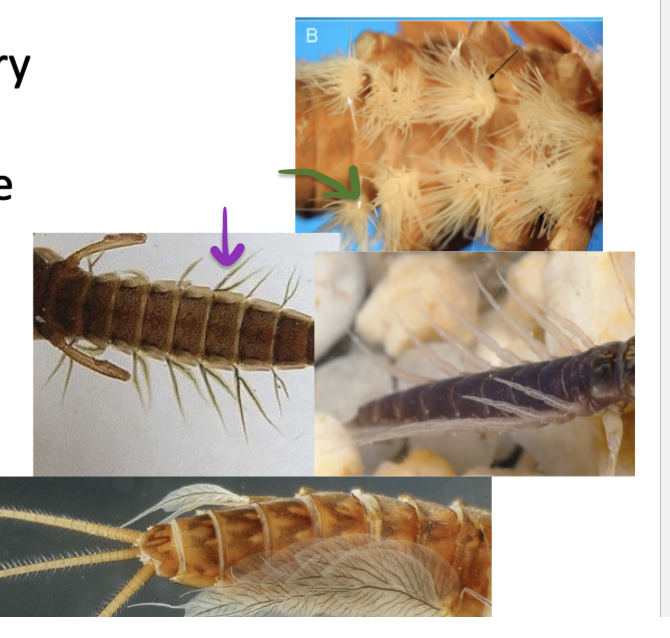 <p>What features are these?</p>