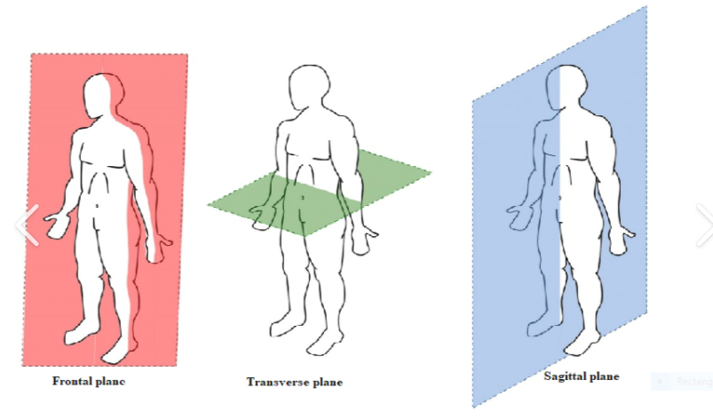 <p class="MsoListParagraphCxSpMiddle"><span><span>Midsagittal: Centrally divides body into equal left and right portions.</span></span></p>