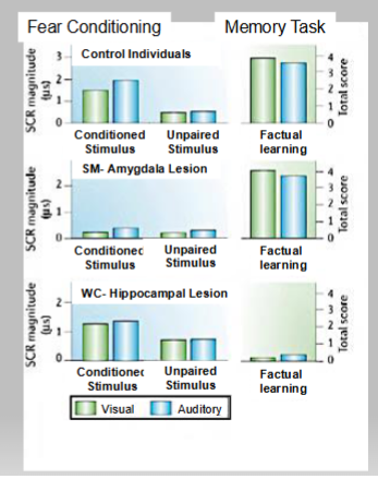 <p><span style="color: #fffcfc">brain regions</span></p><p></p><p><span style="color: #fffcfc">Control individuals show appropriate fear responses to conditioned stimuli and no</span><span style="color: #fffcfc"><br></span><span style="color: #fffcfc">deficit in a memory task</span></p><p><span style="color: #fffcfc"><br></span><span style="color: #fffcfc">SM does not show appropriate fear responses to conditioned stimuli and no</span><span style="color: #fffcfc"><br></span><span style="color: #fffcfc">deficit in a memory task</span><span style="color: #fffcfc"><br>             </span><span style="color: #fffcfc">• Amygdala required for fear but not memory</span><span style="color: #fffcfc"><br></span></p><p><span style="color: #fffcfc">WC shows appropriate fear responses to conditioned stimuli and but major deficit in a memory task</span><span style="color: #fffcfc"><br>             </span><span style="color: #fffcfc">• Hippocampus not required for fear learning but required for memory</span></p><p><span style="color: #fffcfc"><br></span></p>