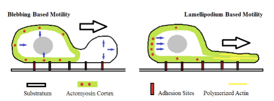 <p>cells use their actin cortex to support the plasma membrane from within and to deform the plasma membrane during crawling motility; can be based on blebbing or lamellipodium </p>