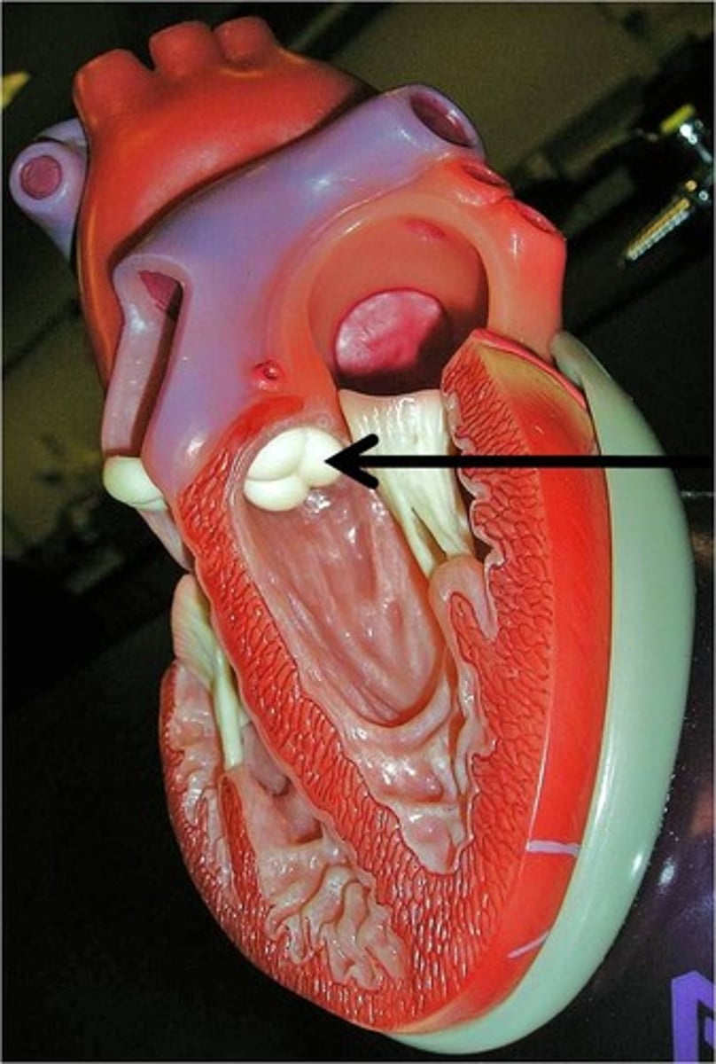 <p>A valve located between the left ventricle and the aorta that prevents backflow of blood.</p>