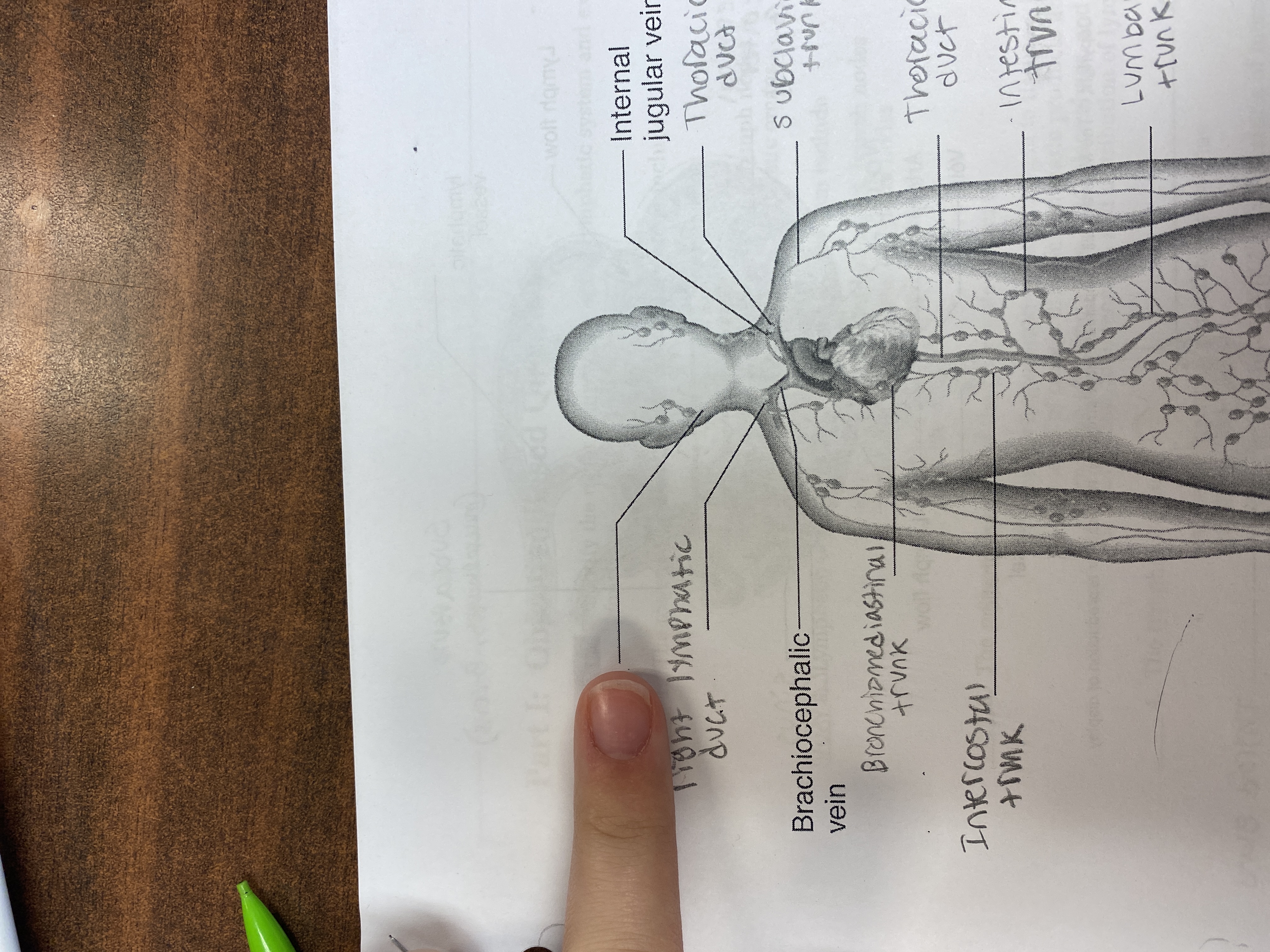 knowt flashcard image