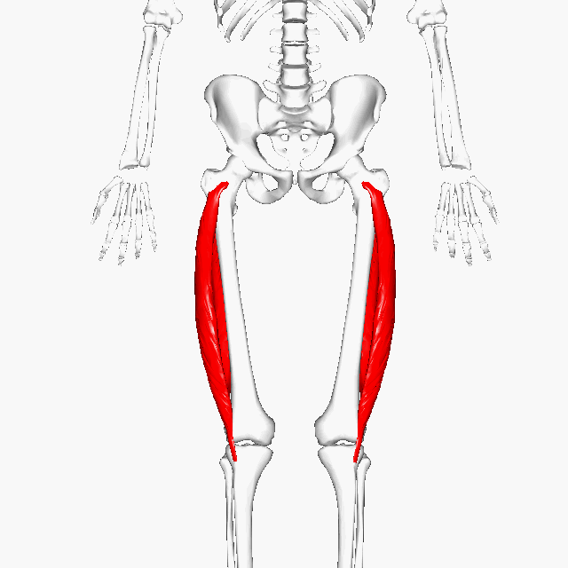 <p>Outer thigh; </p><p>large </p><p>'Lateral = outside'</p>
