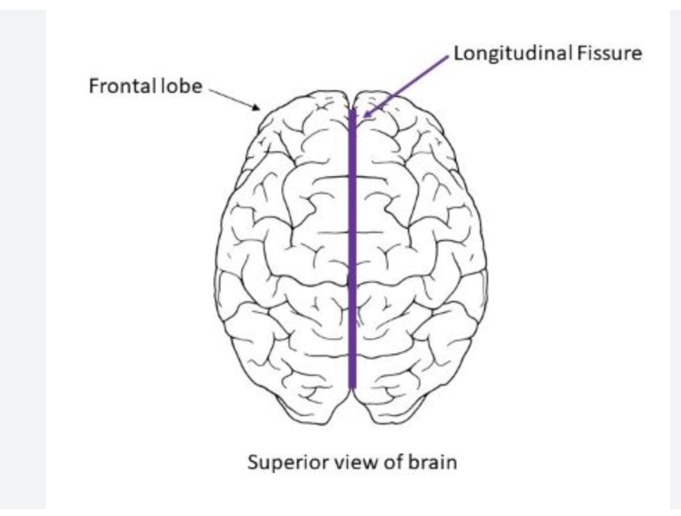 <p>divides the cerebrum into two hemispheres.</p>