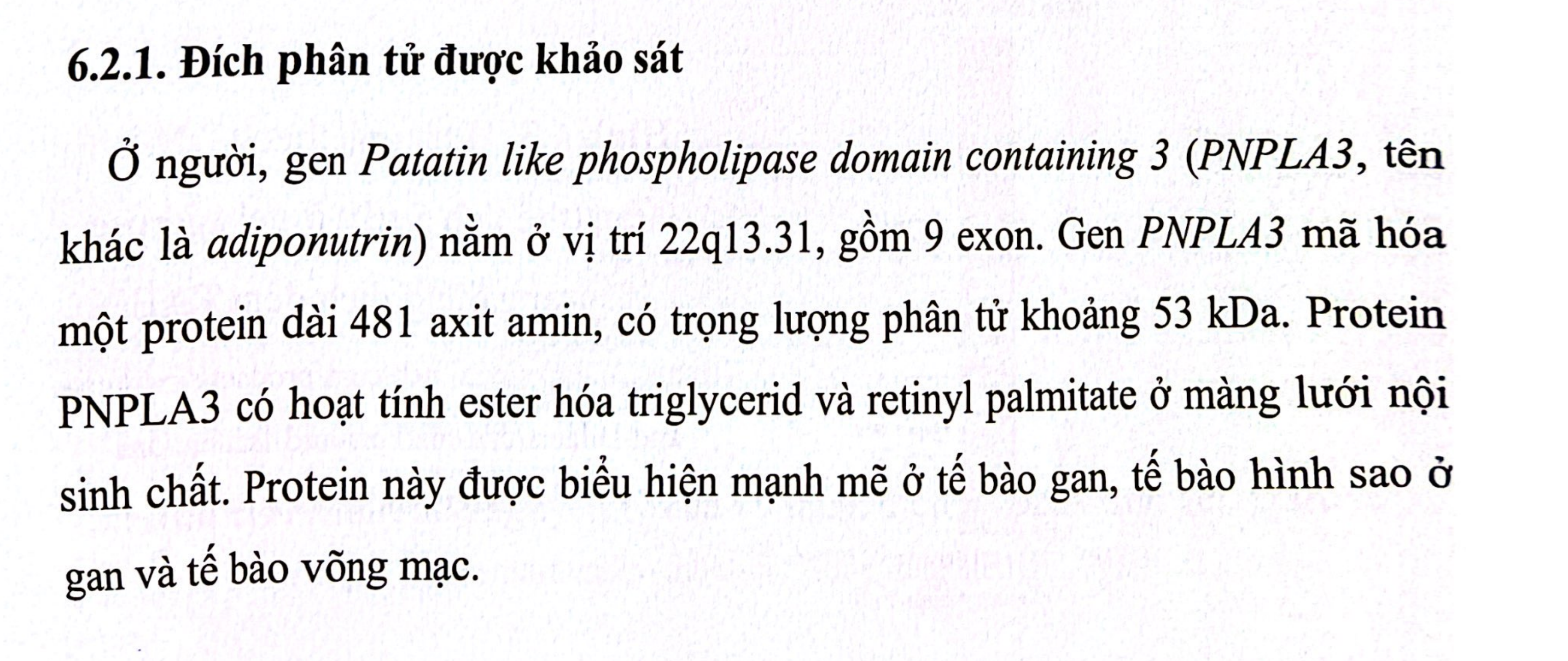 <p>B. Màng lưới nội sinh chất</p>