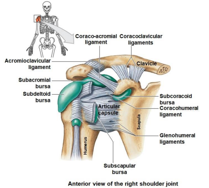 <ul><li><p>Coraco-acromial ligament</p></li><li><p>Coracoclavicular ligament</p></li><li><p>Acromioclavicular ligament</p></li><li><p>Subacromial bursa</p></li><li><p>Subdeltoid bursa</p></li><li><p>Subscapular bursa</p></li><li><p>Subcoraciod bursa</p></li><li><p>Coracohumeral ligament</p></li><li><p>Glenohumeral ligaments</p></li></ul>