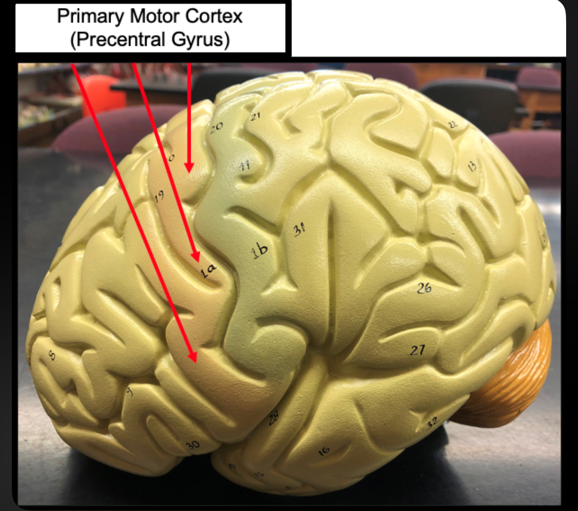 <p>Primary Motor Cortex of frontal </p>
