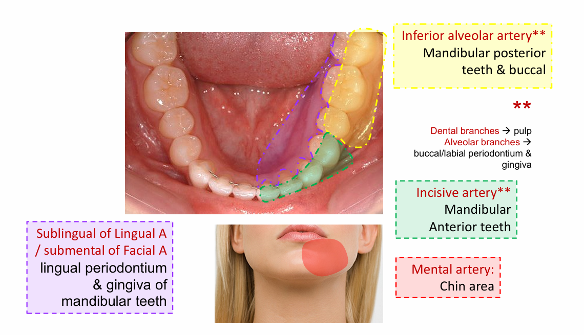 <p>gingiva of mandibular teeth </p>