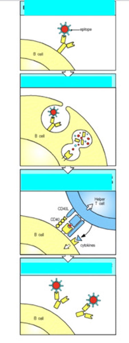 <p>explain what is occurring here</p>