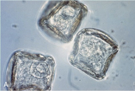 <p>What egg type?</p>