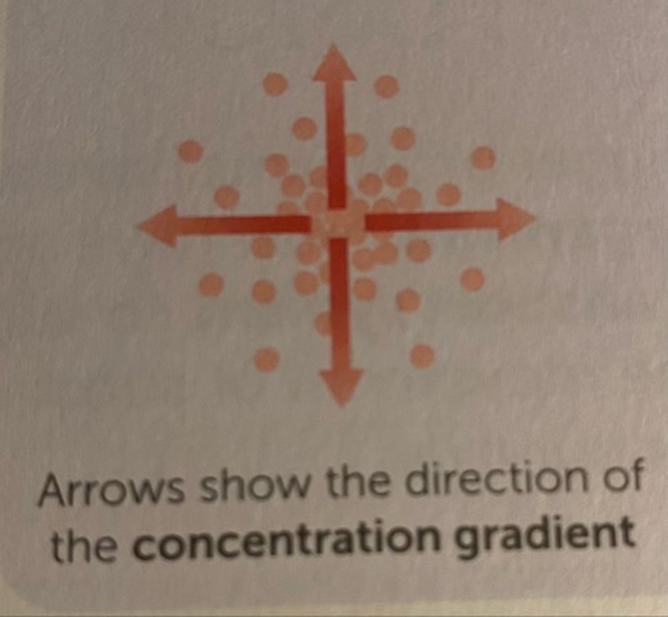 <p>the spreading of moving particles, a net movement from an area of high concentration to low concentration, down a concentration gradient</p>