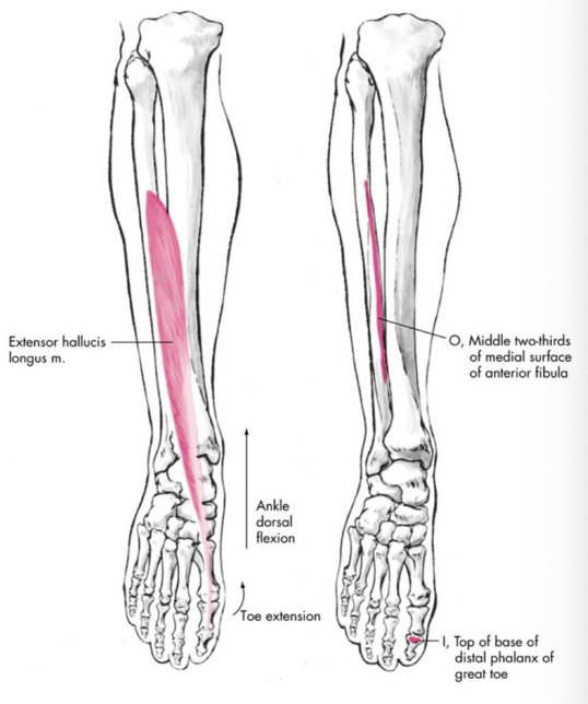 <p>Extensor Hallucis Longus</p>