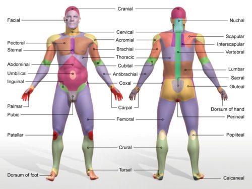 <p>nuchal</p>