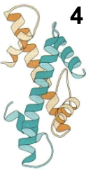 <p>association of 2 or more polypeptides</p>