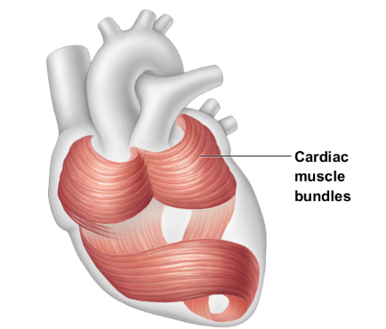 <ul><li><p><strong>Striations</strong></p></li><li><p><strong>Involuntary</strong></p></li><li><p>Found <strong>only in the walls of the heart</strong></p></li><li><p><strong>Uninucleate</strong></p></li><li><p><strong>Branching cells</strong> joined by <strong>gap junction</strong>s called <strong>intercalated discs</strong></p></li><li><p>Contracts at a<strong> steady rate set by pacemaker</strong></p></li></ul><p></p>
