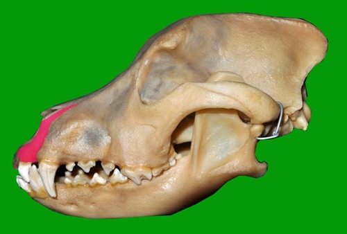 bones that contain the upper arcade