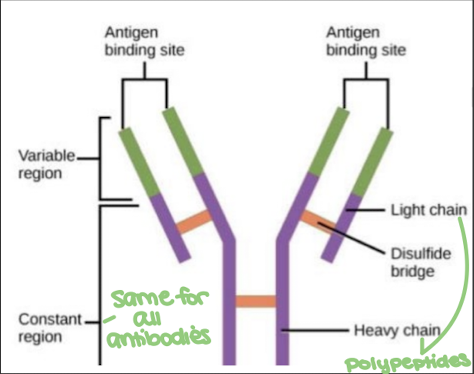 <p>false. antibodies recognize antigens based on the <strong>variable region </strong>(binding site)</p>