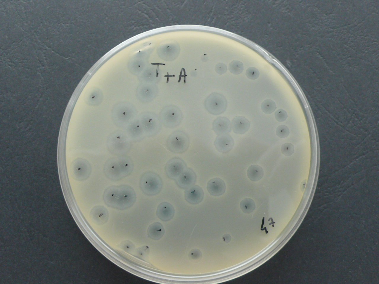 <p>What is this?</p>