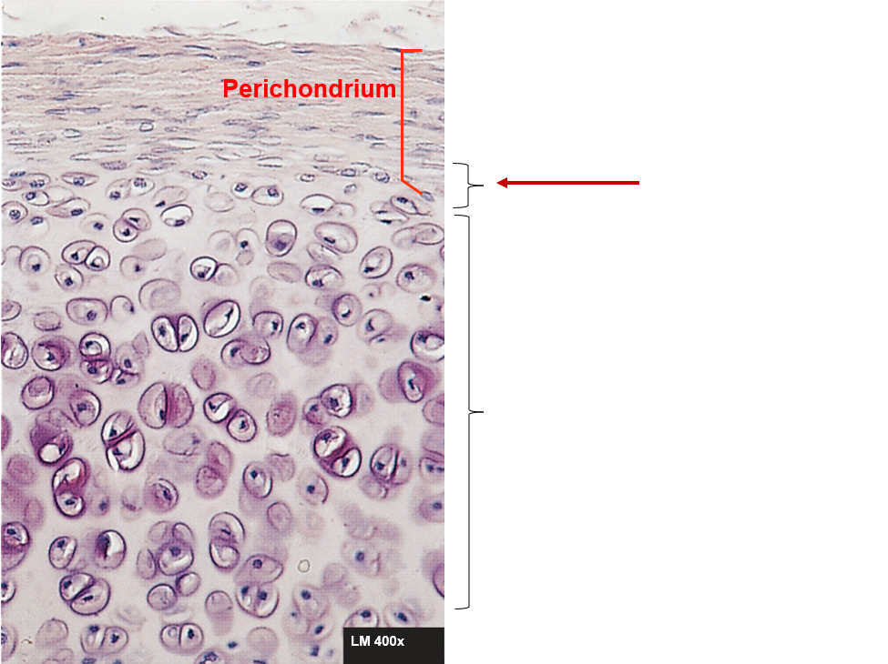 <ul><li><p><strong>Location -</strong> inner layer of the perichondrium</p></li><li><p><strong>Growth - </strong>chondroblasts and new matrix at the periphery (surface). At the edges</p></li></ul><p></p>