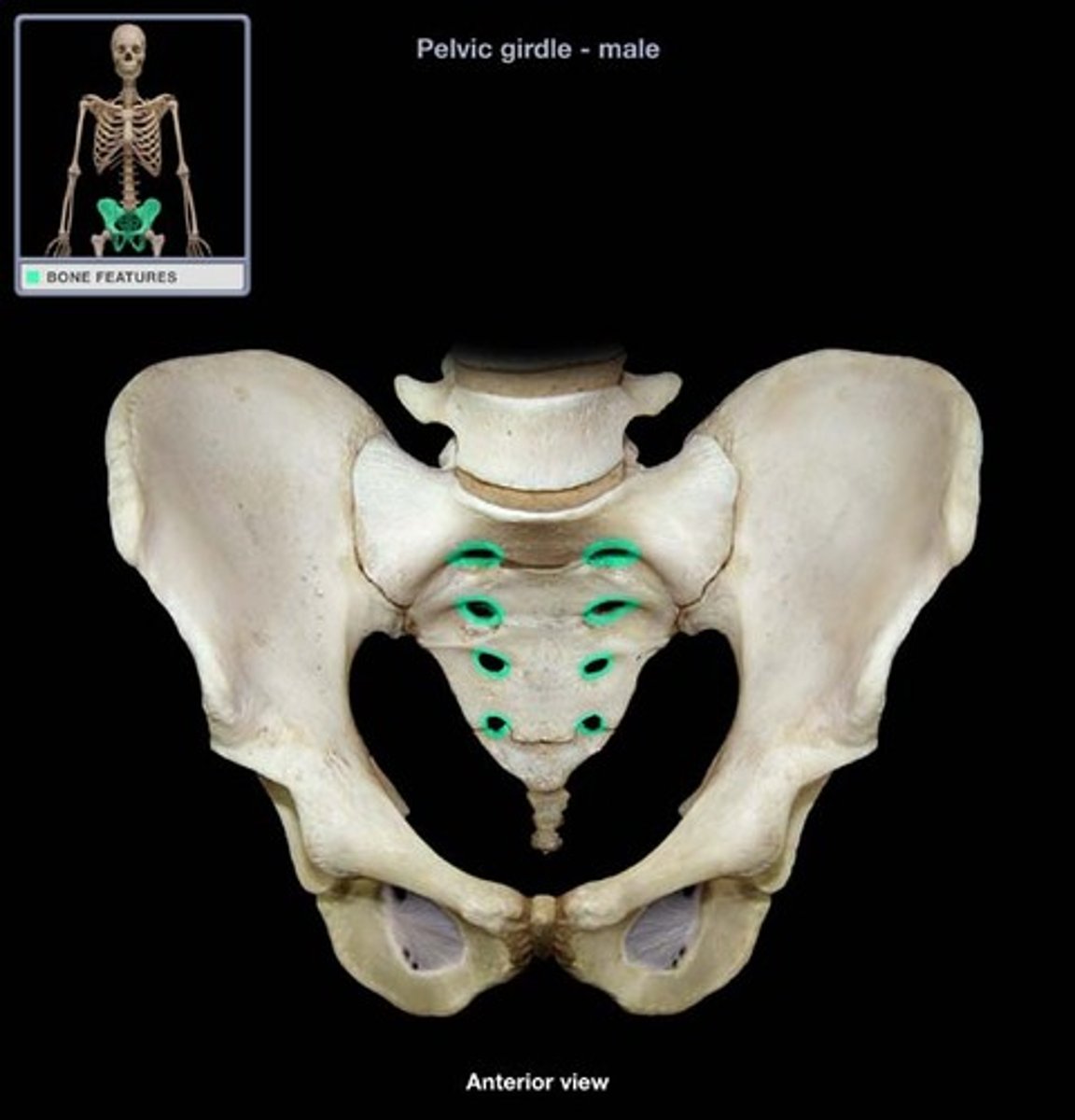 <p>holes for passage of blood vessels and nerves in sacrum</p>