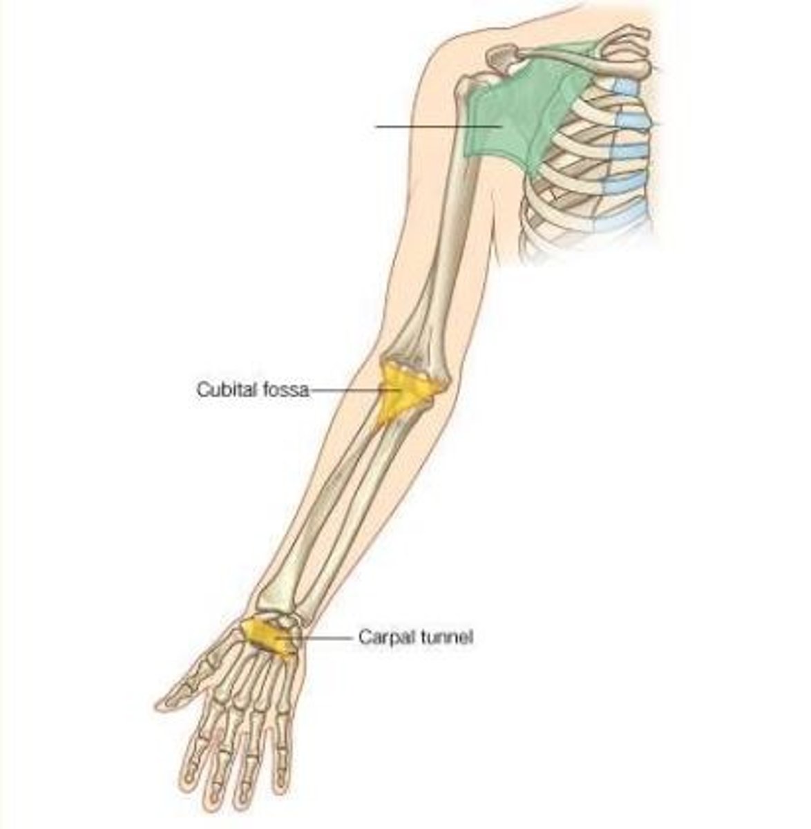 <p>Axilla</p>