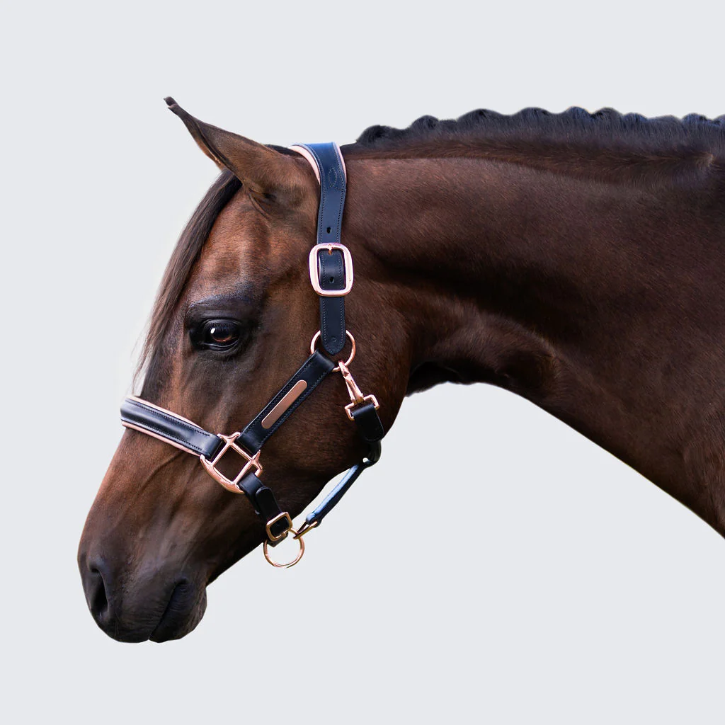 <p>A type of headgear used to lead or tie a horse, typically made of rope or nylon, without a bit. It is used for handling horses on the ground and is essential for tying them securely. </p>