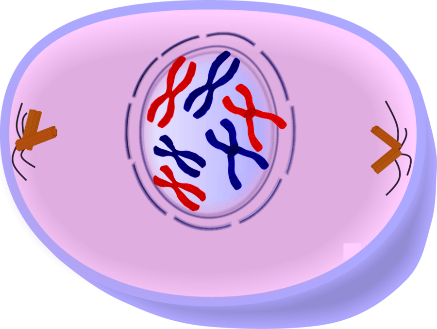 based on the image, which specific phase is this cell in