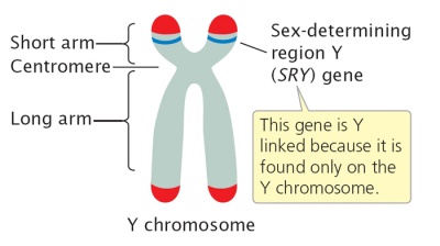 <p>SRY gene</p><ul><li><p>sorry your a male </p></li></ul><p></p>