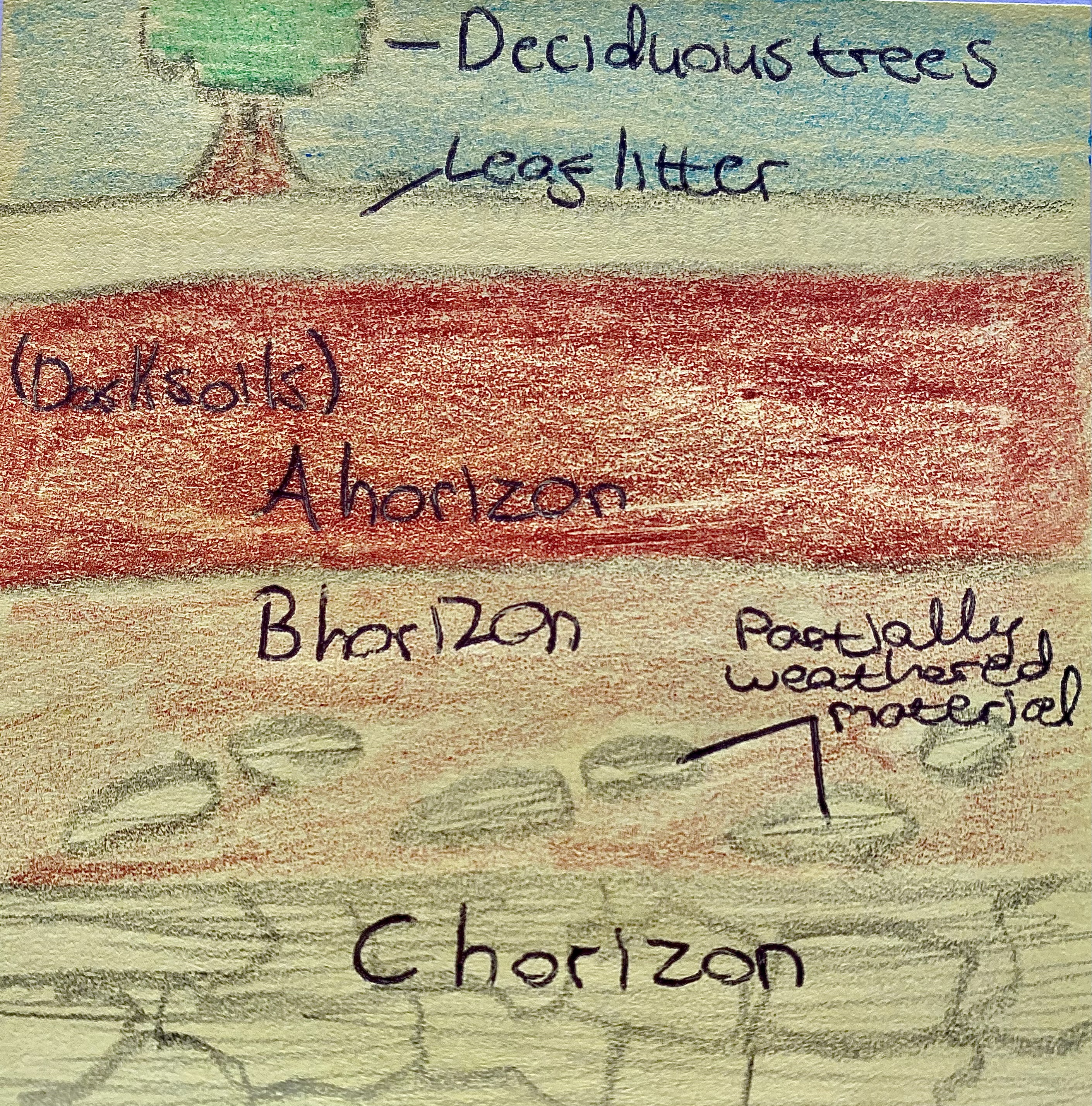 <p><span>Brown soils, or brown earths, form in well-drained lowland areas once covered by deciduous forests, where leaf litter creates rich humus. They develop in regions with moderate rainfall, preventing leaching and keeping nutrients in the A horizon. This makes the soil fertile, ideal for crops and grazing. Brown earths are common in Ireland’s midlands, south, and east.</span></p>