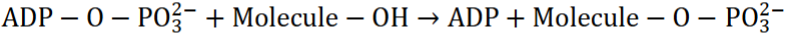 <ul><li><p class="my-2 [&amp;+p]:mt-4 [&amp;_strong:has(+br)]:inline-block [&amp;_strong:has(+br)]:pb-2"><strong>ATP transmits energy</strong> by hydrolyzing phosphoanhydride bonds, releasing a phosphoryl group for transfer to other molecules (group transfer).</p></li><li><p class="my-2 [&amp;+p]:mt-4 [&amp;_strong:has(+br)]:inline-block [&amp;_strong:has(+br)]:pb-2">Example: ATP + Molecule–OH → ADP + Molecule–O–PO₄²⁻ (substrate phosphorylation).</p></li><li><p class="my-2 [&amp;+p]:mt-4 [&amp;_strong:has(+br)]:inline-block [&amp;_strong:has(+br)]:pb-2"><strong>ATP’s bonds</strong> are stable in water but easily hydrolyzed by enzymes.</p></li><li><p class="my-2 [&amp;+p]:mt-4 [&amp;_strong:has(+br)]:inline-block [&amp;_strong:has(+br)]:pb-2">Hydrolysis releases energy in a controlled way for cellular work, not as heat</p></li></ul><p></p>