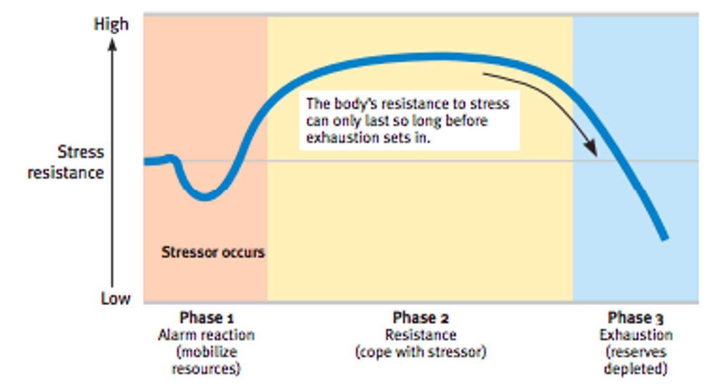 <p>a 3-stage physiological response that appears regardless of the stressor that is encountered</p><p>1. alarm</p><p>2. resistance</p><p>3. exhaustion</p>
