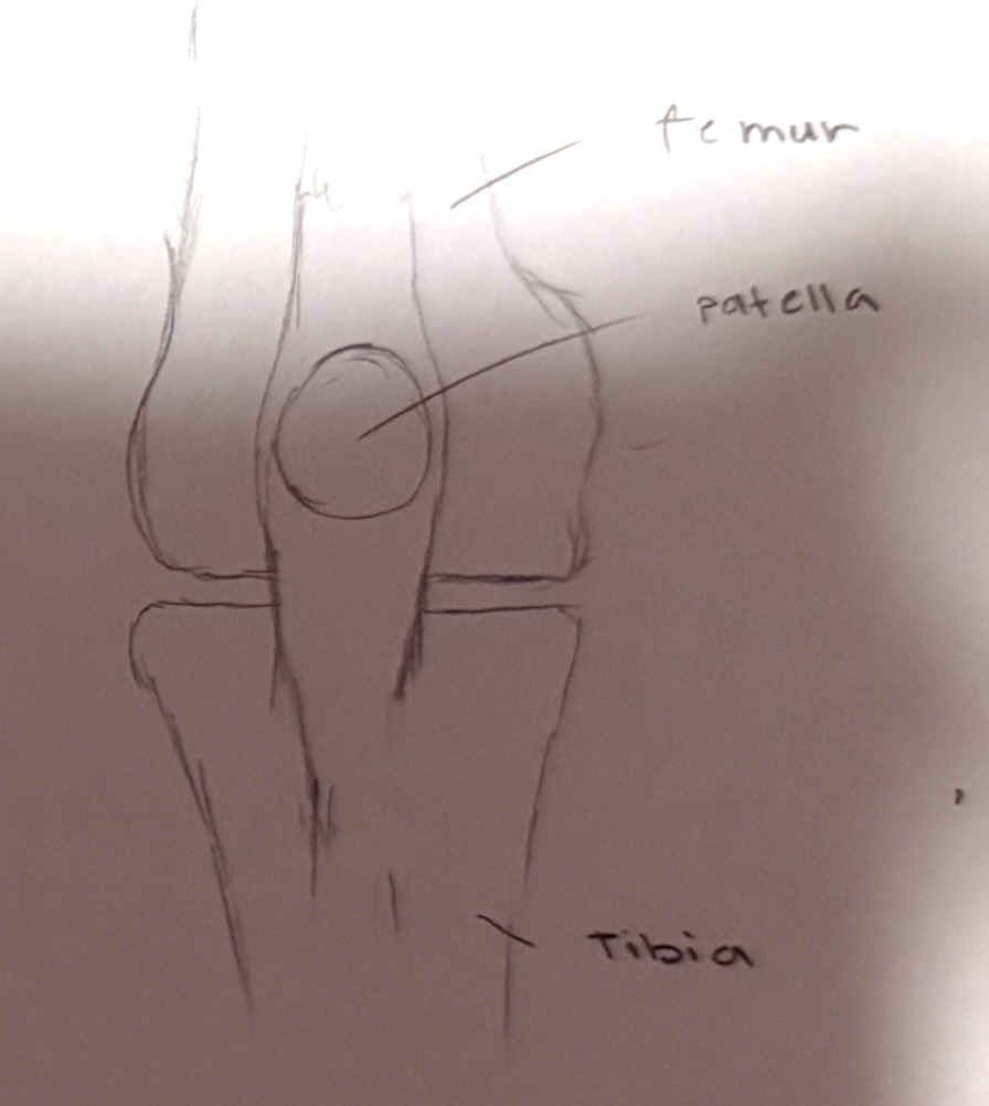 <p>refers to the patella (kneecap)</p>