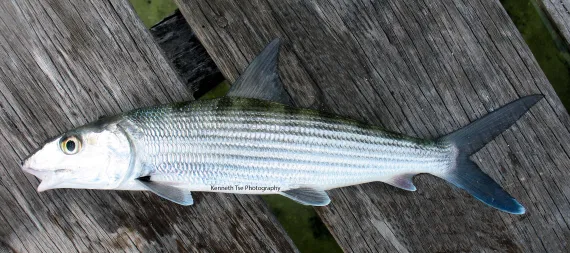 <p>Slender, silvery bodies with a blue-green back adn distinct dark streaks</p><p>deeply forked caudal fin</p><p>diagonal or logitudal dark streaks </p>