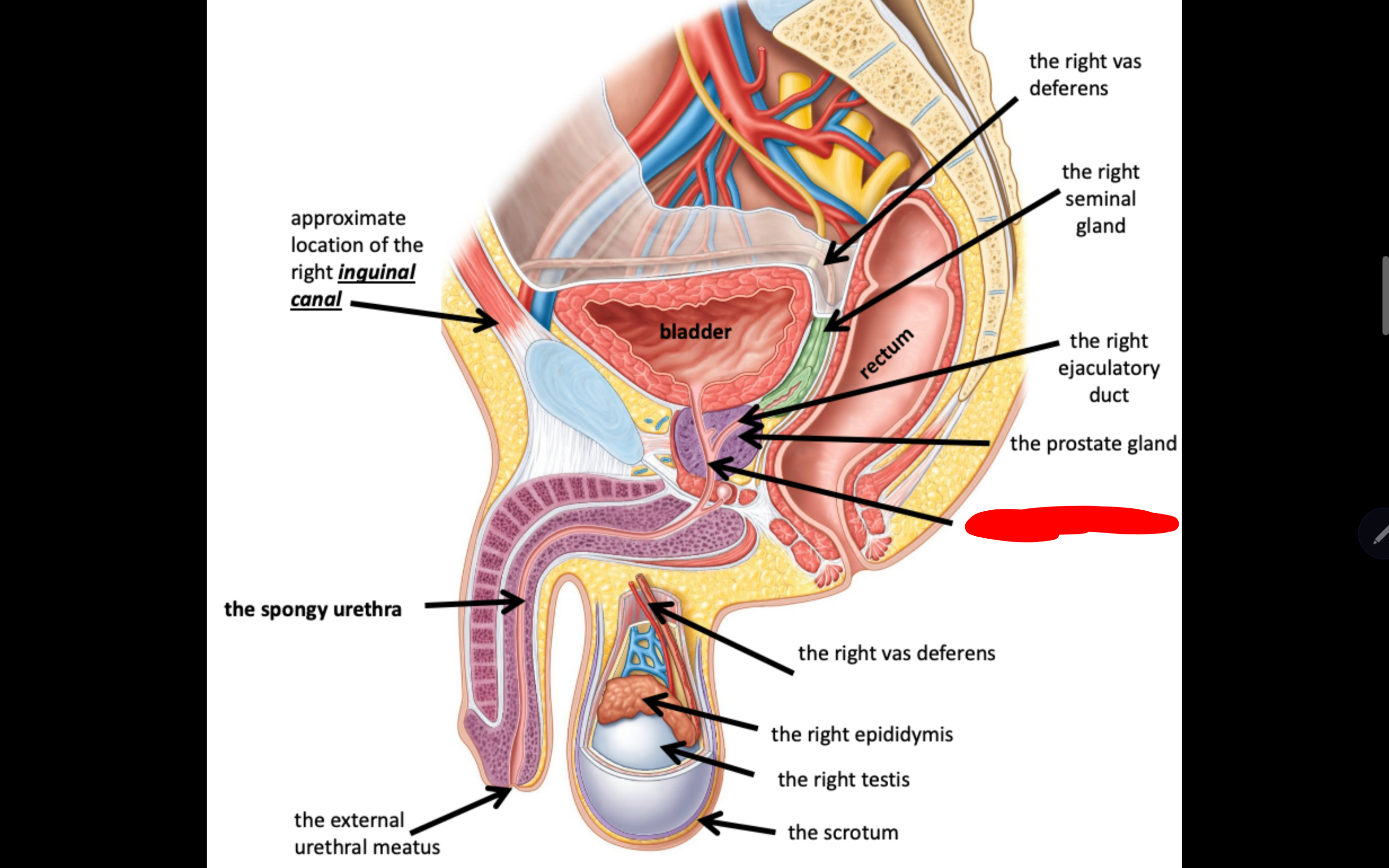 <p>Name the structure in red</p>