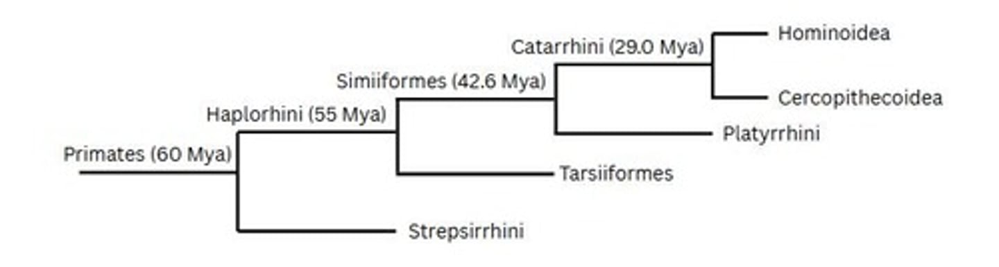 <p>65 million years ago when dinosaurs went extinct.</p>