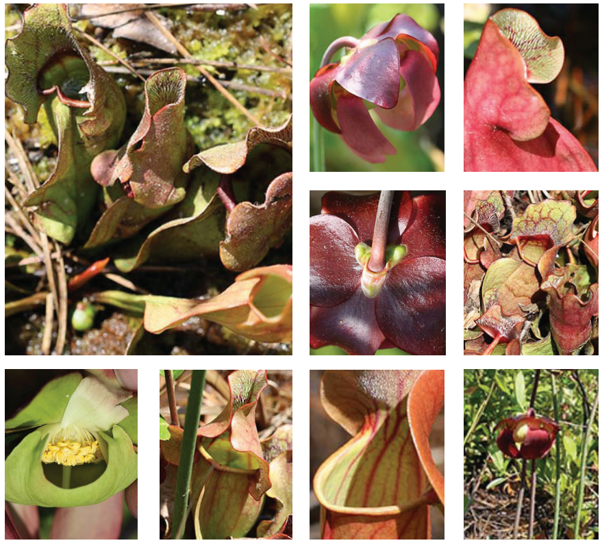<p>Purple pitcherplant</p>