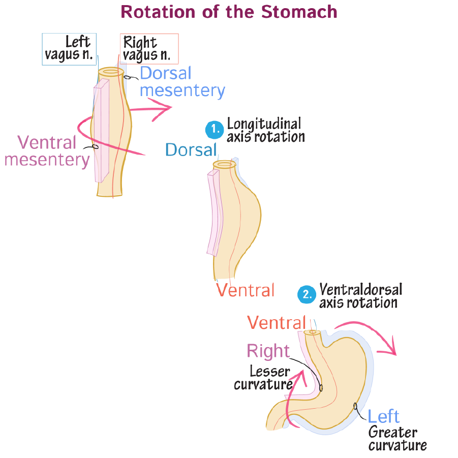 <ul><li><p>begins as a spindle shaped tube</p></li><li><p><strong>ventral and dorsal mesenteries</strong> attach tube to body walls</p></li><li><p>branches of the<strong> left and right vagus </strong>nerves lie on ventral and dorsal surfaces</p></li><li><p><strong>90 degree clockwise</strong> rotation along the <strong>longitudinal </strong>axis then occurs</p></li><li><p>this alters the course of the vagus nerve branches: right now innervates the ventral surface and left lies on the dorsal aspect</p></li><li><p>as the stomach rotates along the <strong>ventral dorsal axis</strong>, the <strong>caudal </strong>end is displaced towards the <strong>right </strong>and <strong>cephalic</strong> end to the <strong>left</strong></p></li><li><p><strong>ventral and dorsal mesenteries</strong> also displaced to right and left respectively</p></li><li><p><strong>lesser </strong>curvature is the <strong>ventral </strong>mesentery attachment</p></li><li><p><strong>greater</strong> curvature is the <strong>dorsal</strong> mesentery attachment</p></li></ul><p></p>
