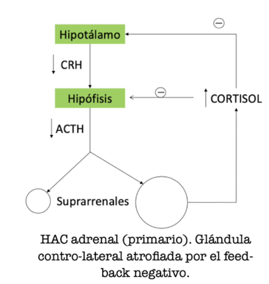 <p>↑ cortisol por neoplasia adrenal funcional. </p><p>feedback negativo al hipotálamo e hipófisis por ↑ cortisol → ↓ CRH y ACTH. </p><p>lesión unilateral (normalmente solamente 1 glándula afectada) → otra glándula atrofiada por feedback negativo</p>