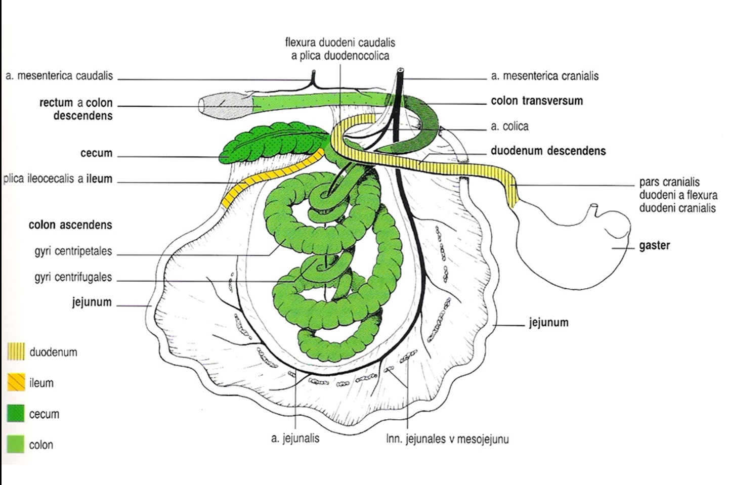 <ol><li><p>pars cranialis duodeni and the flexura duodeni cranialis</p></li><li><p>pars descendens duodeni </p></li><li><p>flexura duodeni caudalis </p></li><li><p>jejunum</p></li><li><p>ileum</p></li><li><p>cecum (left half of cavity, 3 hausta + 3 teniae)</p></li><li><p><strong>Ansa spiralis colli </strong><span><strong>(colon ascendens) </strong>- has the structures: (8) gyri centripetales (has 2 rows of haustra and 2 teniae), flexura centralis and (9) gyri centrifugales.</span></p></li></ol><ol start="10"><li><p>colon transversum</p></li><li><p>colon descendens</p></li><li><p>rectum</p></li></ol><p></p>