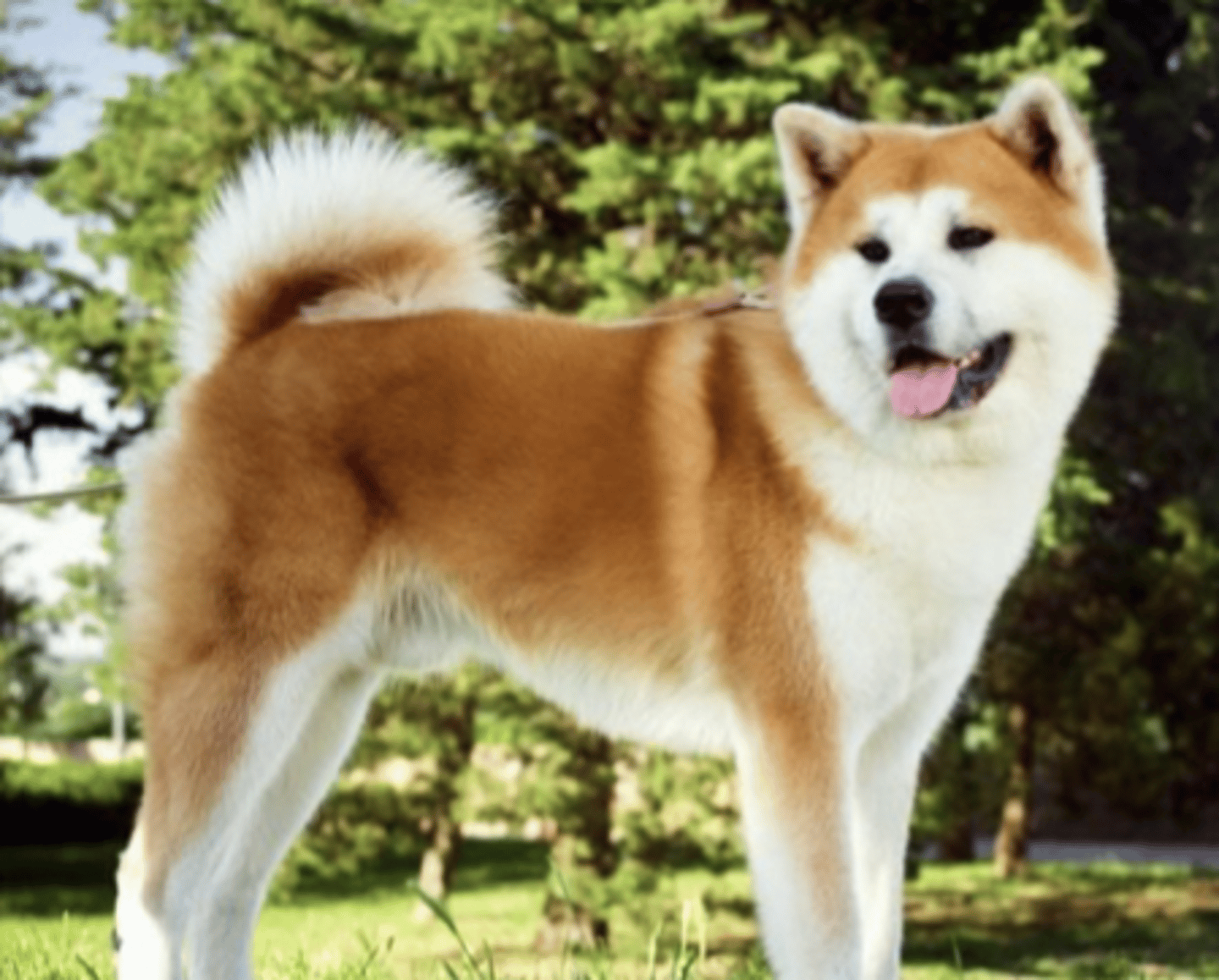 <p>FCI - 5, white muzzles and stomach, black nose</p>
