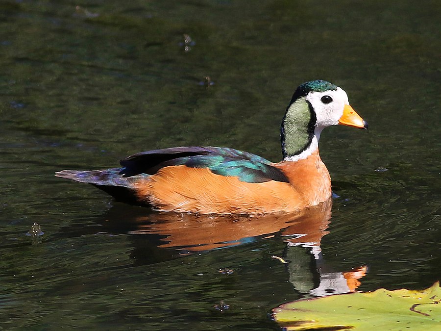 <p>African Pygmy Goose </p>