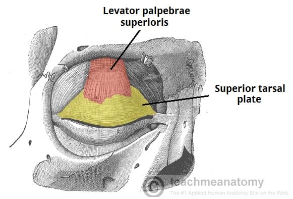 <p>a. Levator palpebrae superioris</p>